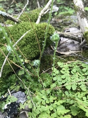 Cystopteris protrusa