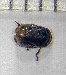 Clastoptera xanthocephala