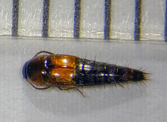 Tachyporus jocosus