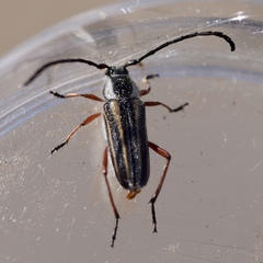 Perarthrus vittatus