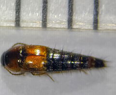 Tachyporus jocosus