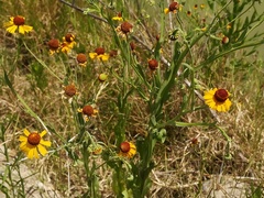 Helenium amphibolum