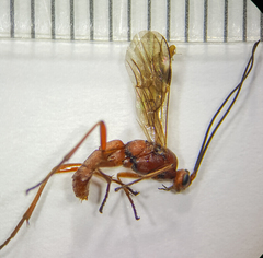 Rogadinae