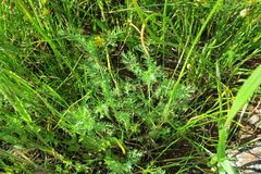 Sanguisorba occidentalis