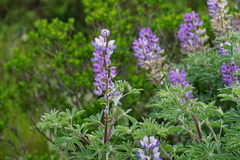 Lupinus arboreus eximius