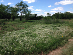 Aphanostephus skirrhobasis