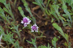 Castilleja densiflora gracilis