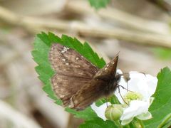 Erynnis juvenalis juvenalis