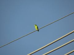 Forpus crassirostris