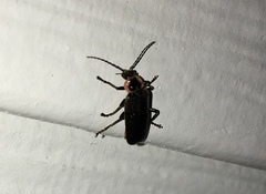 Atalantycha neglecta