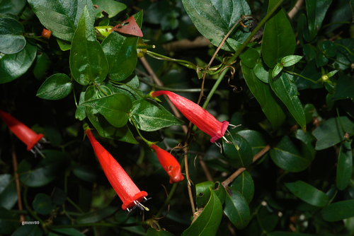 Manettia cordifolia