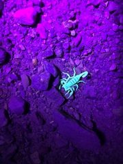 Smeringurus vachoni