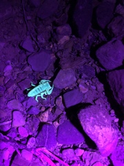 Smeringurus vachoni