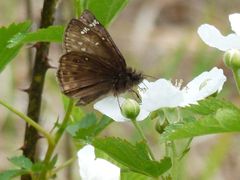Erynnis juvenalis juvenalis