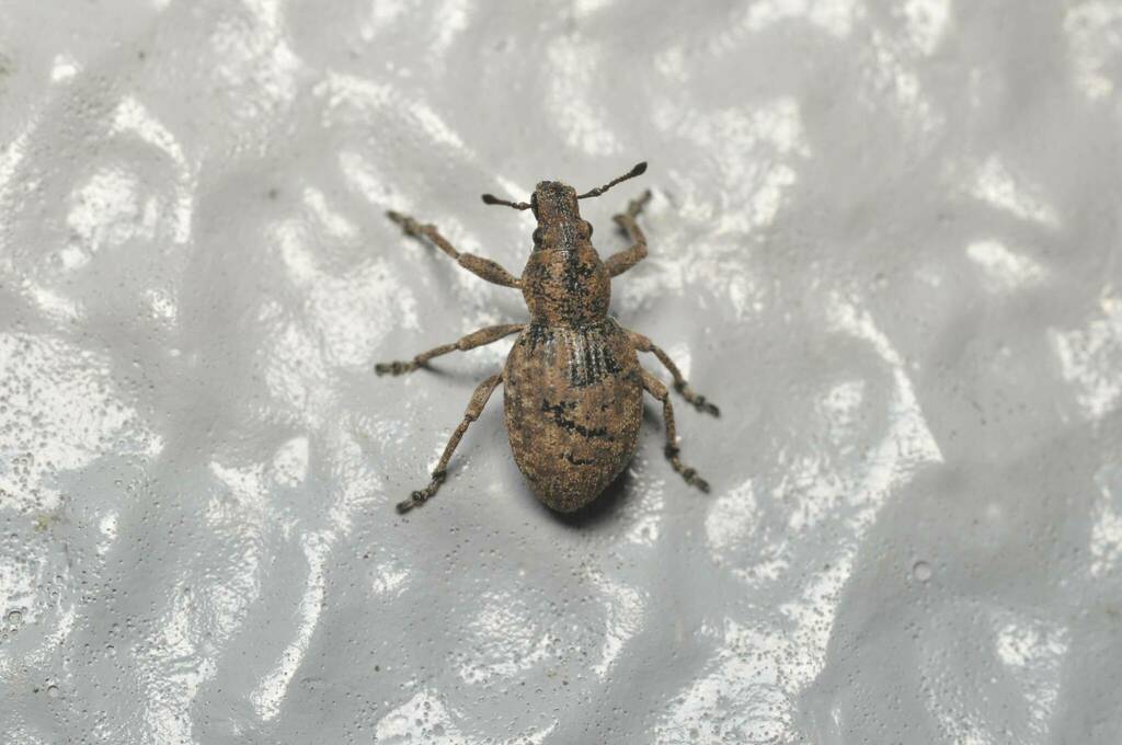 Scepticus insularis