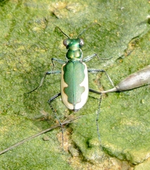 Eunota circumpicta