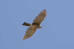 Accipiter striatus image