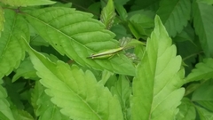 Gesonula punctifrons