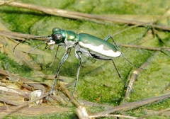 Eunota circumpicta
