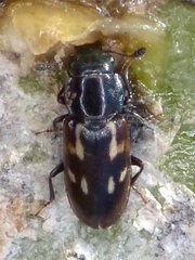 Glischrochilus vittatus