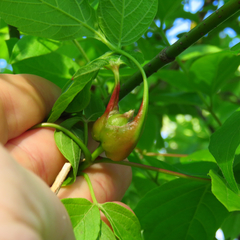 Contarinia negundinis