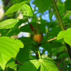 Contarinia negundinis