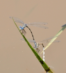 Lestes australis