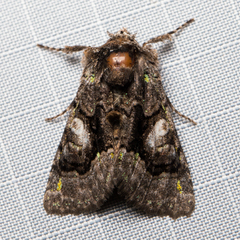 Behrensia conchiformis