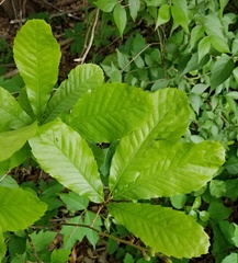 Castanea pumila