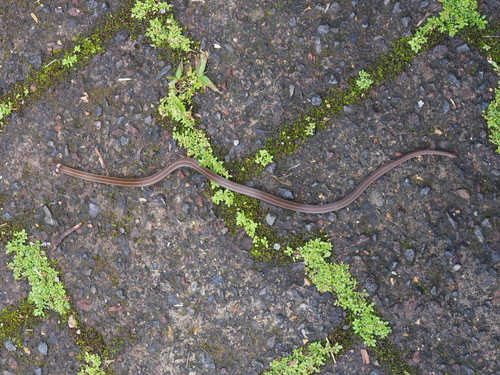 Litter Snake