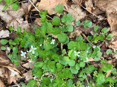 Cardamine rotundifolia