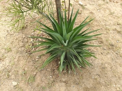 Agave desmettiana