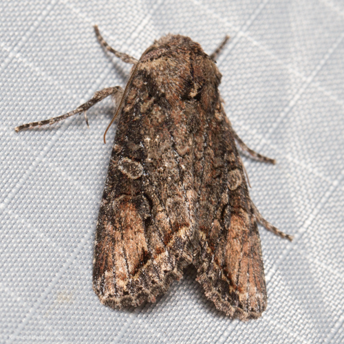 Brown Woodling photo 3