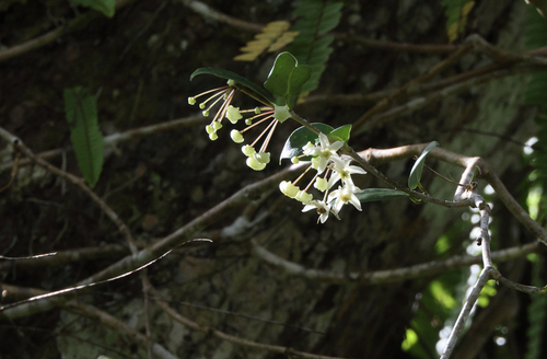 Hoya odorata Schltr.