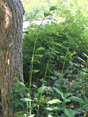 Polygonatum biflorum commutatum