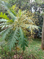 Bocconia frutescens