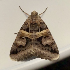 Drasteria grandirena