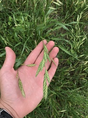 Bromus catharticus catharticus