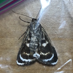 Drasteria grandirena