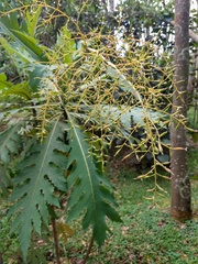 Bocconia frutescens