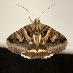 Drasteria grandirena
