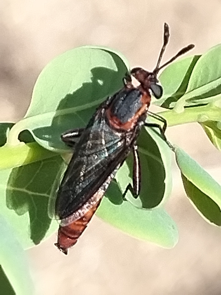 Phyllomydas scitulus