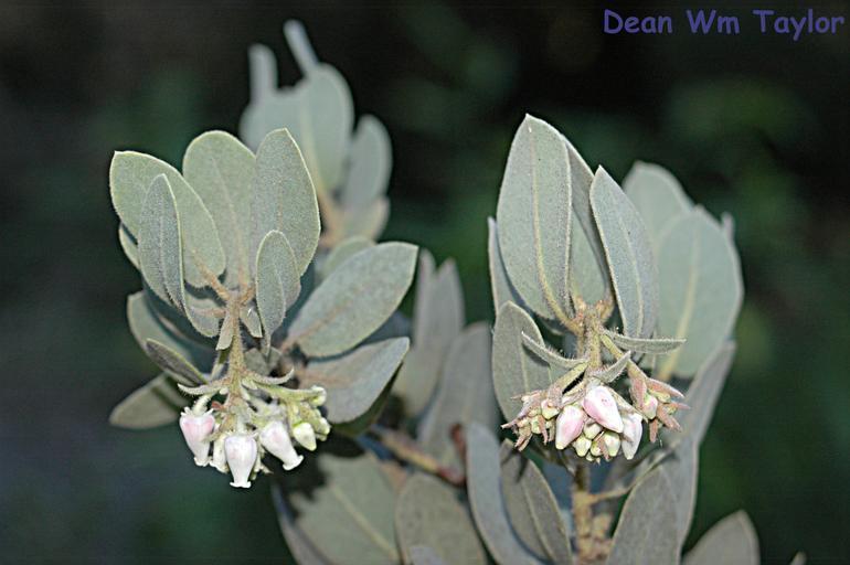 Arctostaphylos hooveri
