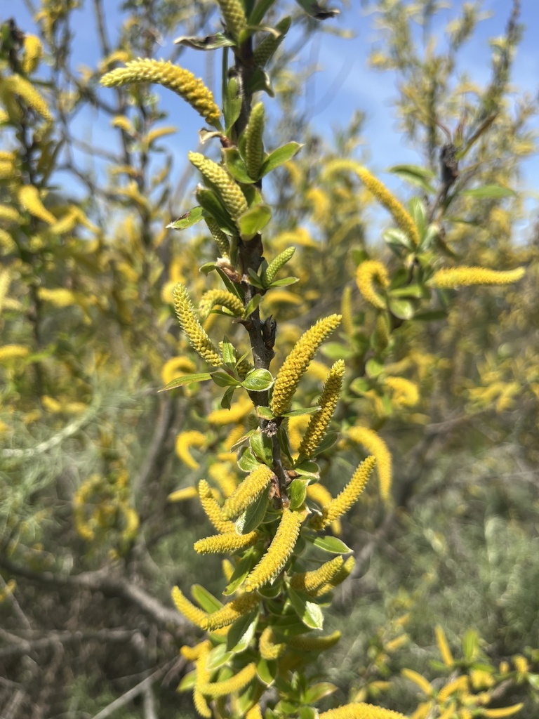 Arroyo Willow from George F. Canyon Nature Center, Rolling Hills ...