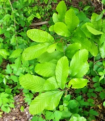 Castanea pumila