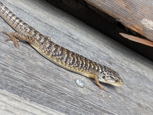 iNaturalist observation photo of Western Alligator Lizards