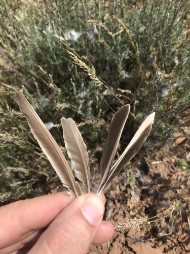 Plume de Alouette calandrelle
