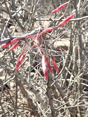 Image of Fouquieria macdougalii by no rights reserved