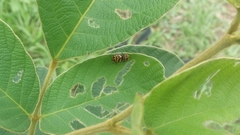 Cryptocephalus trifasciatus