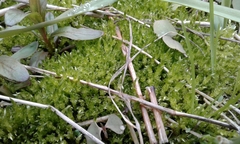 Brachythecium rivulare